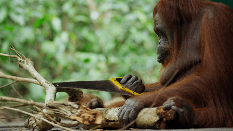 Hiçbir Yardım Almadan Testere Kullanmayı Öğrenen Orangutan