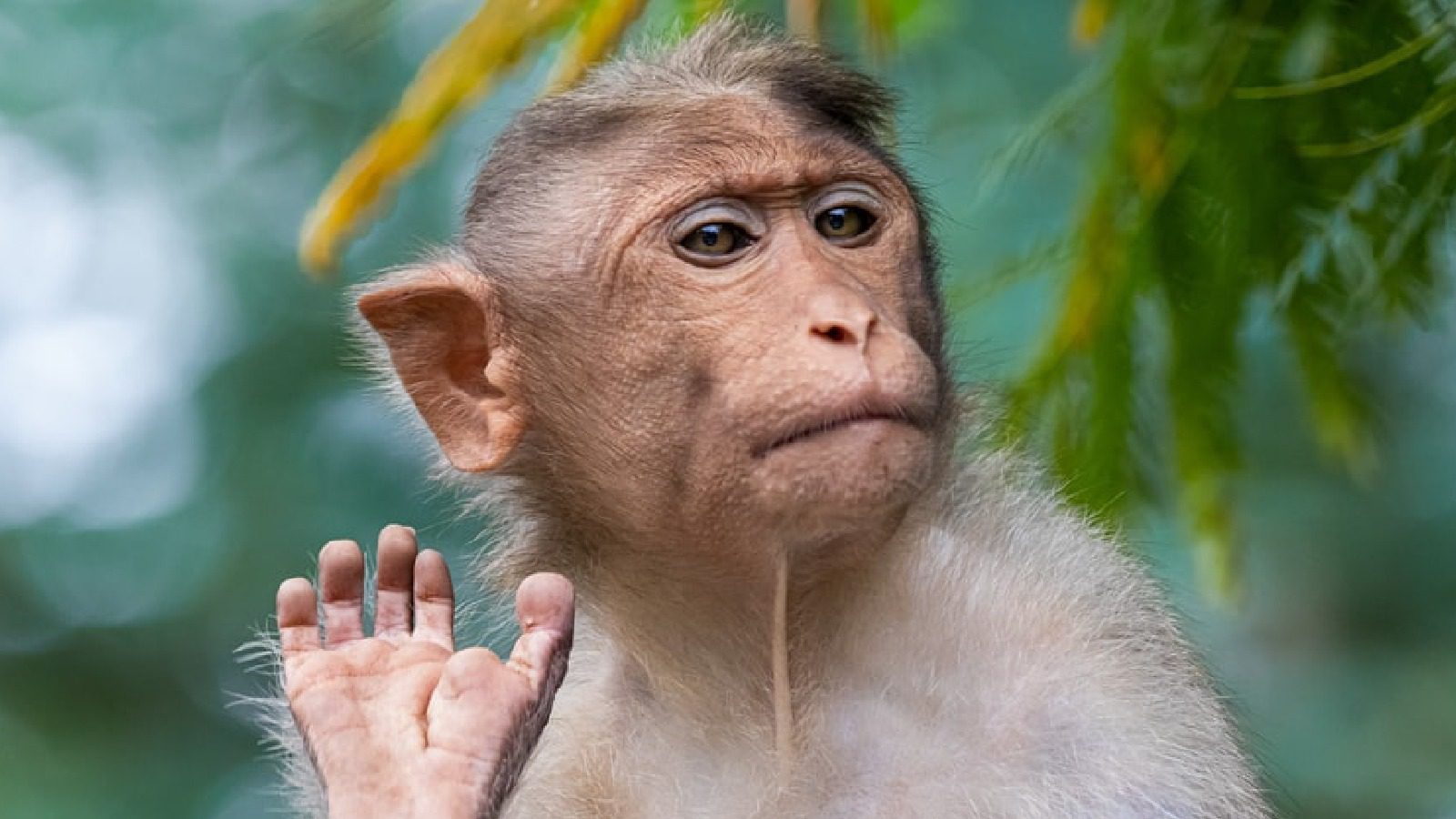 Neuralink Маска отрицает, что обезьяны пострадали во время исследования мозговых чипов