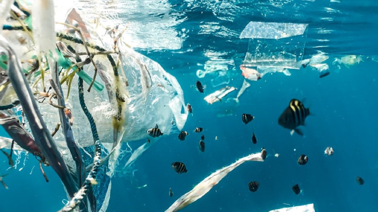 Всемирный саммит по проблемам океана обсудит разработки в области пластмасс и аквакультуры