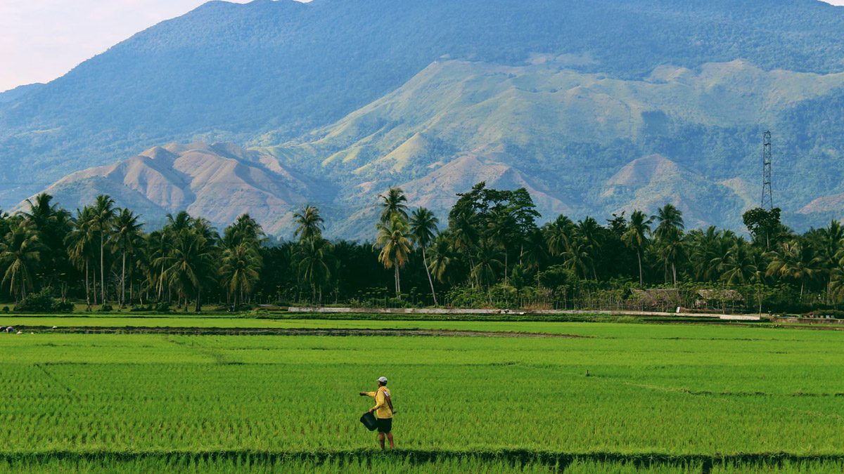 Бюджет 2019: Министр иностранных дел Ситхараман предлагает фермерство с нулевым бюджетом