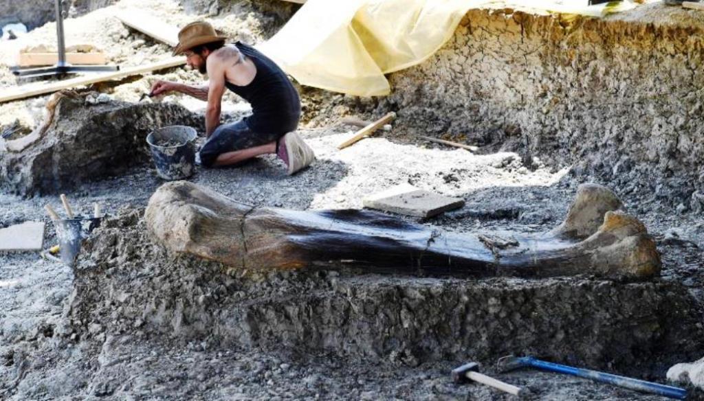 Ученые нашли гигантского бедра динозавра во Франции