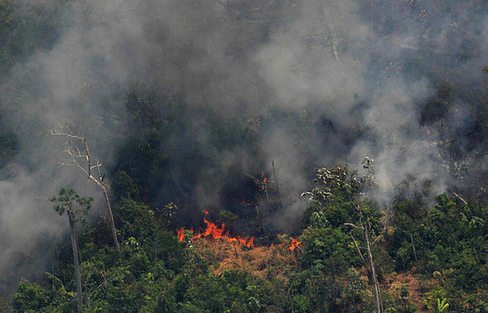Incendies en Amazonie: Тим Кук объявляетApple Va Faire Un Don