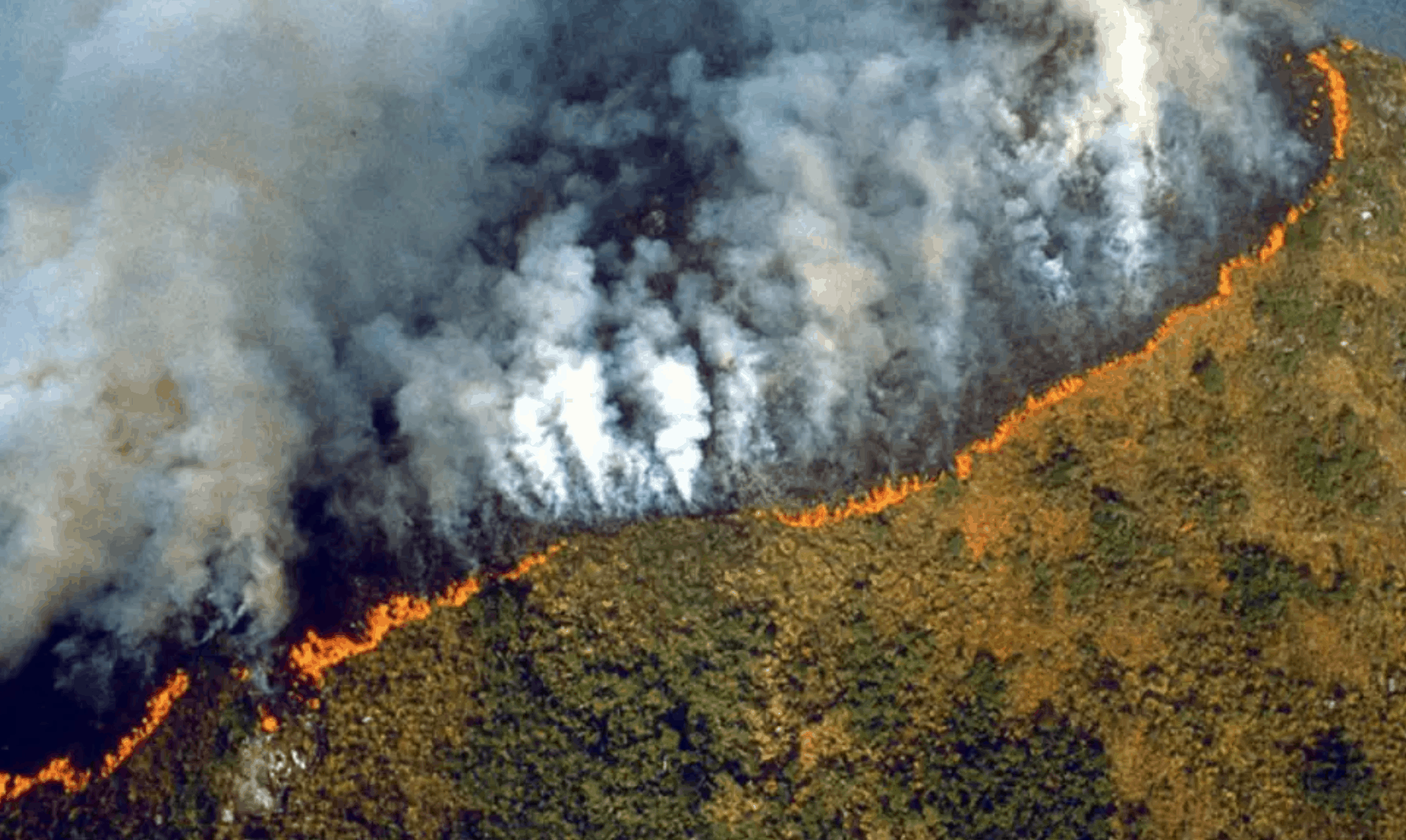Apple сделать пожертвование для восстановления Amazon тропический лес среди рекордных пожаров