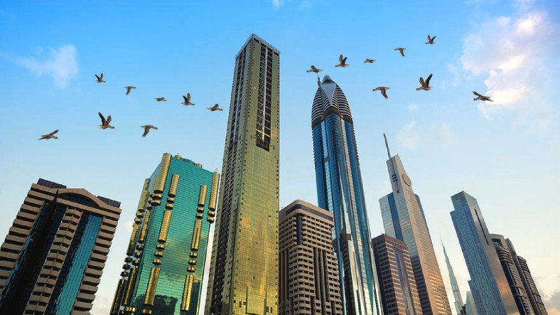 Высокие здания ежегодно становятся причиной гибели тысяч птиц