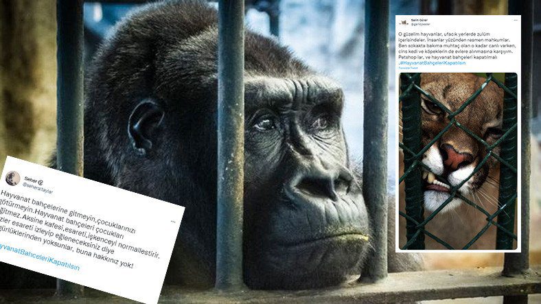 Реакция социальных сетей на видео зоопарка