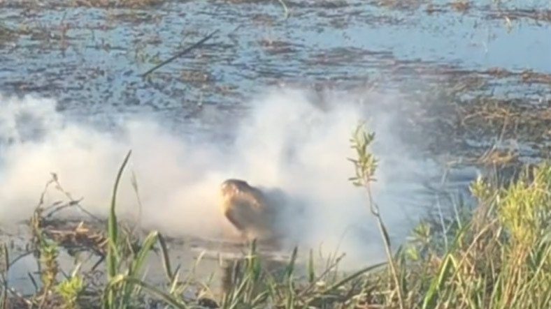 Вирусное видео, на котором крокодил схватил дрон в воздухе и наслаждается им