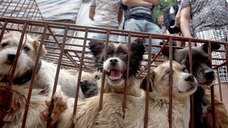 Фестиваль против поедания собак Instagram Кампания запущена