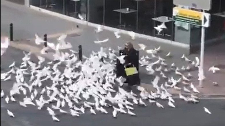 Вирусное видео голодающих голубей