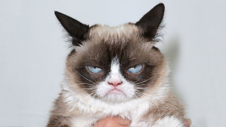 Grumpy Cat выручил своему хозяину 710 тысяч долларов за раскрытое дело
