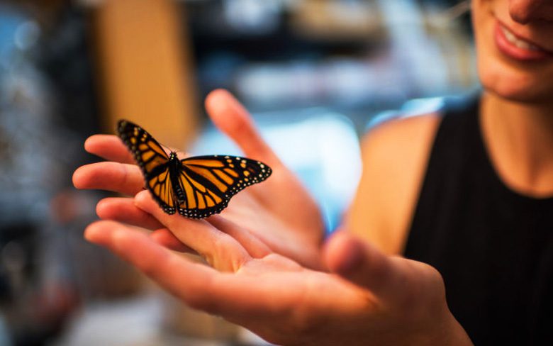 Монархам мира бабочек угрожает опасность из-за повышения уровня углекислого газа в атмосфере