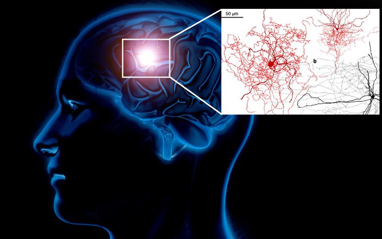 Нейрон шиповника: открытие реконструированной клетки человеческого мозга